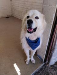 Shelter Stray Male Dog last seen Near BLOCK N OHIO AVE, 333 Chandler Pl, San Bernardino, CA 92408, USA