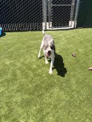 Shelter Stray Male Dog last seen W 14TH ST X N E ST, 333 Chandler Pl, San Bernardino, CA 92408, USA