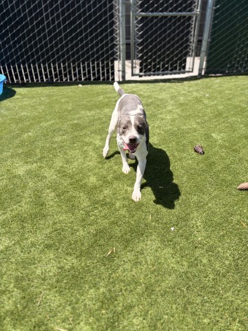 Shelter Stray Male Dog last seen W 14TH ST X N E ST, 333 Chandler Pl, San Bernardino, CA 92408, USA