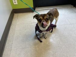 Shelter Stray Male Dog last seen Near BLOCK SE LAKE HOLM RD, AUBURN WA 98092, 21615 64th Ave S, Kent, WA 98032, USA