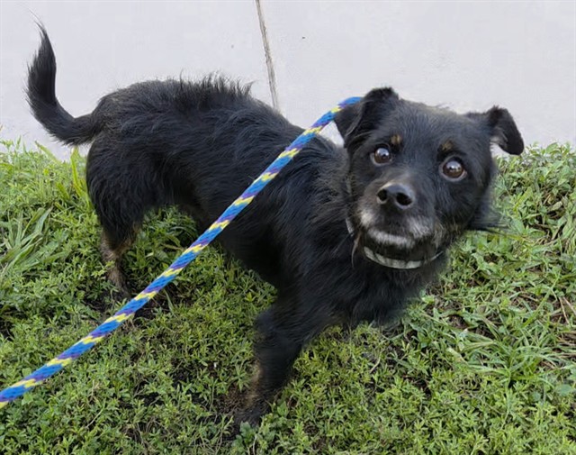 Shelter Stray Male Dog last seen Near BLOCK NW 44 CT, LAUDERHILL FL 33319, 2400 SW 42nd St, Fort Lauderdale, FL 33312, USA