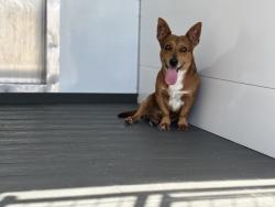 Shelter Stray Male Dog last seen NELSON AND MESA, 333 Chandler Pl, San Bernardino, CA 92408, USA
