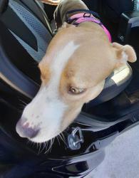 Shelter Stray Female Dog last seen Near BLOCK MADISON ST, MIAMI, FL 33176, 2400 SW 42nd St, Fort Lauderdale, FL 33312, USA