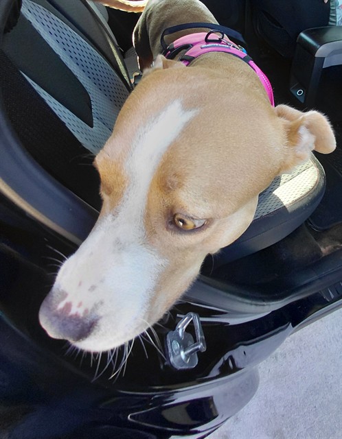 Shelter Stray Female Dog last seen Near BLOCK MADISON ST, MIAMI, FL 33176, 2400 SW 42nd St, Fort Lauderdale, FL 33312, USA