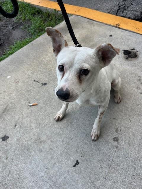 Shelter Stray Male Dog last seen Near BLOCK SW 193RD AVE, 3599 NW 79th Ave, Doral, FL 33122, USA