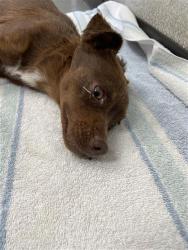 Shelter Stray Female Dog last seen Near BLOCK N HOLT AVE, FRESNO CA 93705 1425, 5277 E Airways Blvd, Fresno, CA 93727, USA
