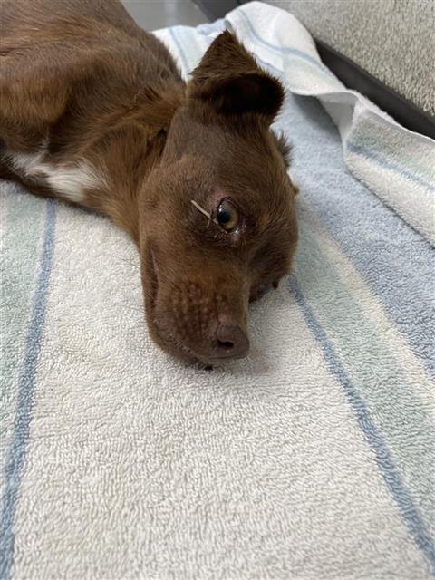 Shelter Stray Female Dog last seen Near BLOCK N HOLT AVE, FRESNO CA 93705 1425, 5277 E Airways Blvd, Fresno, CA 93727, USA
