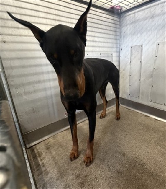 Shelter Stray Male Dog last seen Near BLOCK JOHNSTON ST, 333 Chandler Pl, San Bernardino, CA 92408, USA