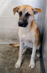Shelter Stray Male Dog last seen Near BLOCK N WESTERN, 333 Chandler Pl, San Bernardino, CA 92408, USA