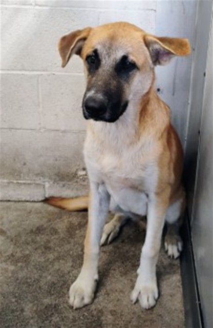 Shelter Stray Male Dog last seen Near BLOCK N WESTERN, 333 Chandler Pl, San Bernardino, CA 92408, USA