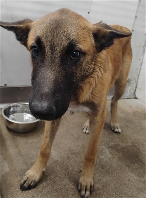 Shelter Stray Male Dog last seen Near BLOCK N WESTERN, 333 Chandler Pl, San Bernardino, CA 92408, USA