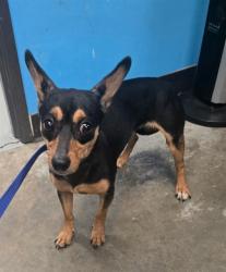 Shelter Stray Female Dog last seen MCKEE AND WIBLE BAKERSFIELD, 201 S Mt Vernon Ave, Bakersfield, CA 93307, USA