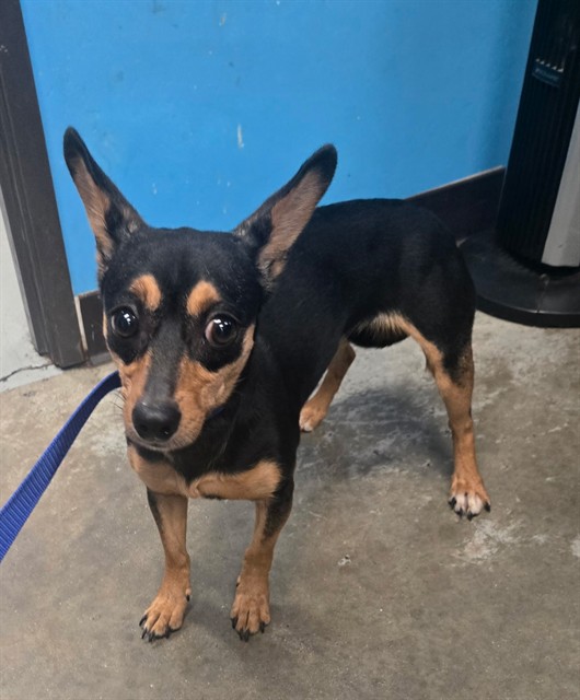 Shelter Stray Female Dog last seen MCKEE AND WIBLE BAKERSFIELD, 201 S Mt Vernon Ave, Bakersfield, CA 93307, USA