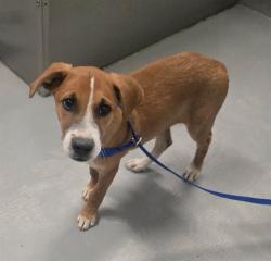 Shelter Stray Male Dog last seen STINE RD BAKERSFIELD, 201 S Mt Vernon Ave, Bakersfield, CA 93307, USA