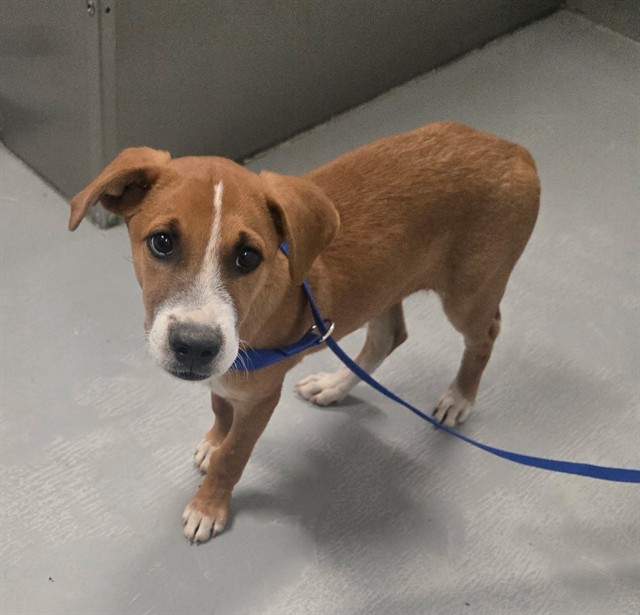 Shelter Stray Male Dog last seen STINE RD BAKERSFIELD, 201 S Mt Vernon Ave, Bakersfield, CA 93307, USA