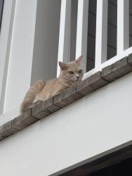 Found/Stray Unknown Cat last seen Cedar farm and Fallon Farm Road, behind Jim and Nicks BBQ, Charlotte, NC 28278