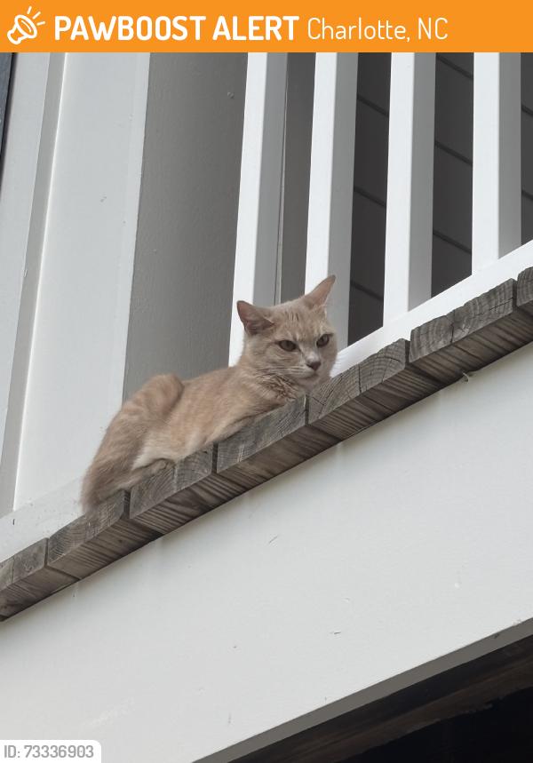 Found/Stray Unknown Cat last seen Cedar farm and Fallon Farm Road, behind Jim and Nicks BBQ, Charlotte, NC 28278