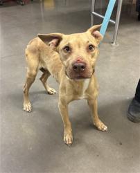 Shelter Stray Female Dog last seen 35TH AVE AND HEARN RD, 2500 S 27th Ave, Phoenix, AZ 85009, USA