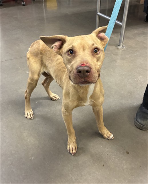 Shelter Stray Female Dog last seen 35TH AVE AND HEARN RD, 2500 S 27th Ave, Phoenix, AZ 85009, USA