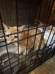 Reunited Male Cat last seen Sunrise park, Irving, TX 75061