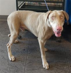Shelter Stray Male Dog last seen , 11361 W Pico Blvd, Los Angeles, CA 90064, USA