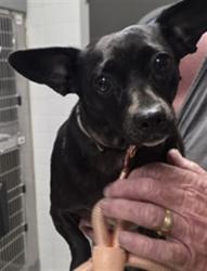 Shelter Stray Female Dog last seen , 11361 W Pico Blvd, Los Angeles, CA 90064, USA