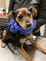 Shelter Stray Male Dog last seen Near BLK ATLANTIC AVE, LB 90813, 7700 E Spring St, Long Beach, CA 90815, USA