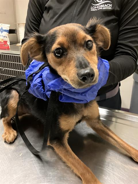 Shelter Stray Male Dog last seen Near BLK ATLANTIC AVE, LB 90813, 7700 E Spring St, Long Beach, CA 90815, USA