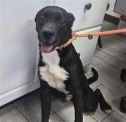 Shelter Stray Male Dog last seen Near 178 HWY, LAKE ISABELLA CA 93240, 14891 CA-178, Lake Isabella, CA 93240, USA