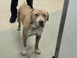 Shelter Stray Male Dog last seen , 14409 Vanowen St, Van Nuys, CA 91405, USA