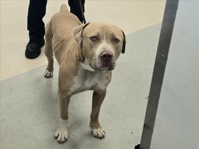 Shelter Stray Male Dog last seen , 14409 Vanowen St, Van Nuys, CA 91405, USA