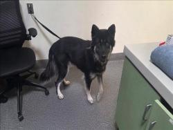 Shelter Stray Female Dog last seen , 3201 Lacy St, Los Angeles, CA 90031, USA
