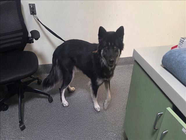 Shelter Stray Female Dog last seen , 3201 Lacy St, Los Angeles, CA 90031, USA