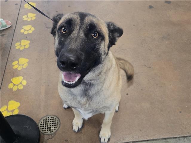 Shelter Stray Female Dog last seen , 14409 Vanowen St, Van Nuys, CA 91405, USA