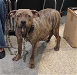 Shelter Stray Female Dog last seen , 3201 Lacy St, Los Angeles, CA 90031, USA
