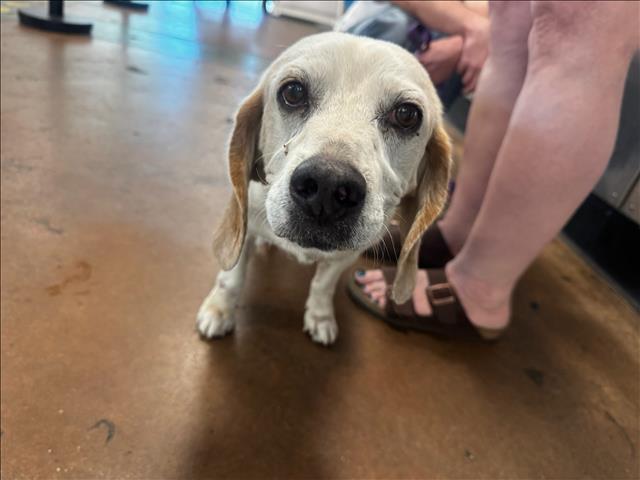Shelter Stray Male Dog last seen , 14409 Vanowen St, Van Nuys, CA 91405, USA