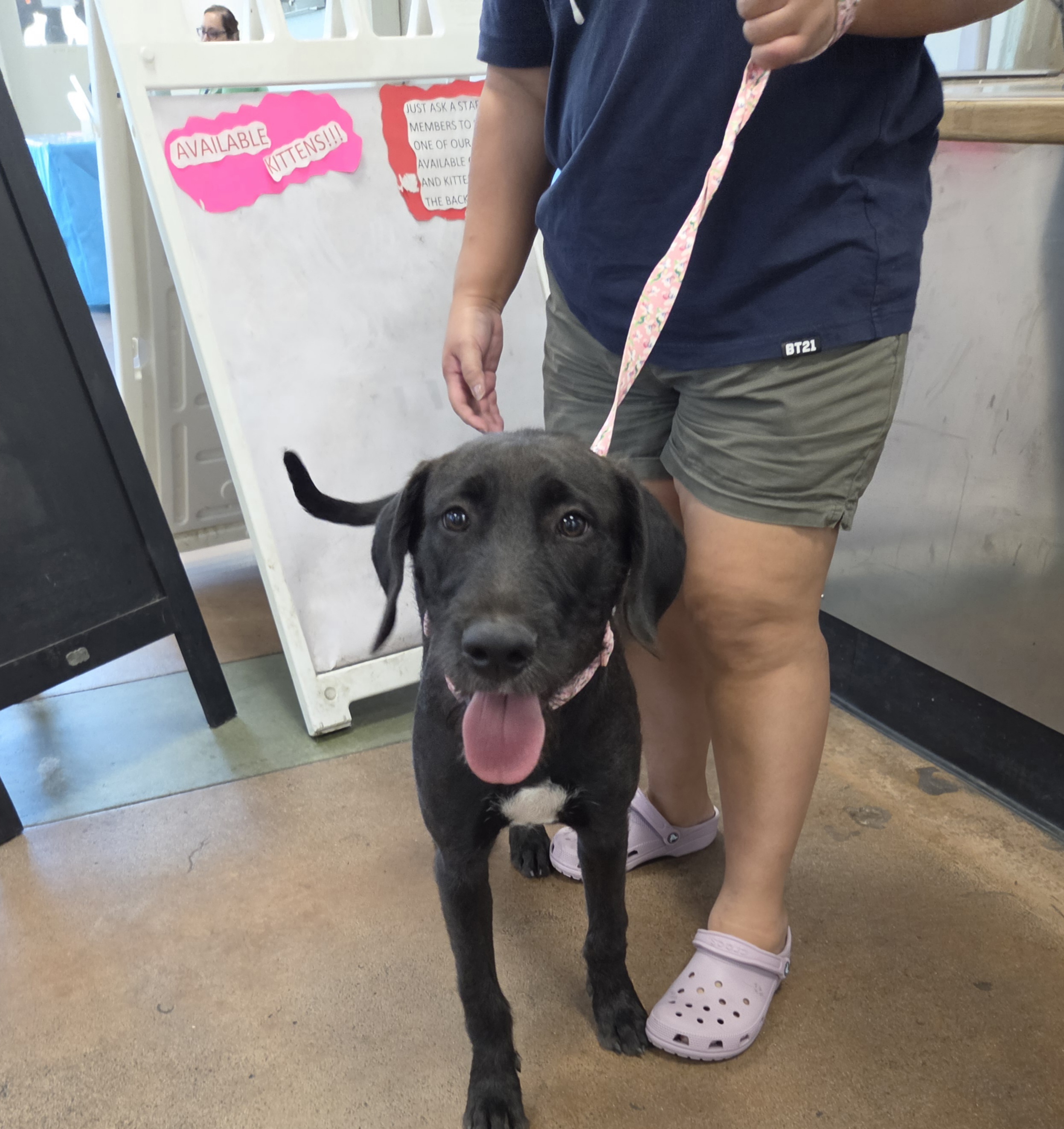 Shelter Stray Female Dog last seen , 14409 Vanowen St, Van Nuys, CA 91405, USA