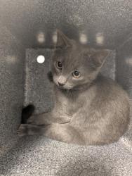 Shelter Stray Unknown Cat last seen S BUCKLEY RD & E MISSISSIPPI AVE, 2080 S Quebec St, Denver, CO 80231, USA