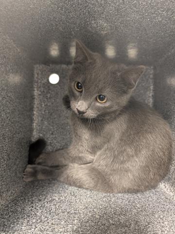 Shelter Stray Unknown Cat last seen S BUCKLEY RD & E MISSISSIPPI AVE, 2080 S Quebec St, Denver, CO 80231, USA