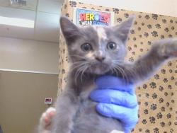 Shelter Stray Female Cat last seen SADDLE BROOK CT/VISALIA WAY, 95828, 3839 Bradshaw Rd, Sacramento, CA 95827, USA