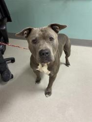 Shelter Stray Male Dog last seen Near STEAD BLVD, RENO NV 89506, 2825 Longley Ln Suite A, Reno, NV 89502, USA