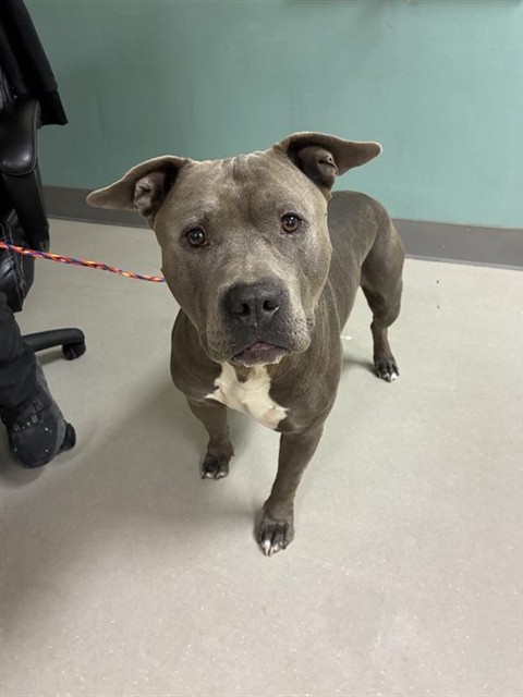 Shelter Stray Male Dog last seen Near STEAD BLVD, RENO NV 89506, 2825 Longley Ln Suite A, Reno, NV 89502, USA
