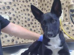 Shelter Stray Female Dog last seen OAKHOLLOW DR/ROSEVILLE RD, 95842, 3839 Bradshaw Rd, Sacramento, CA 95827, USA