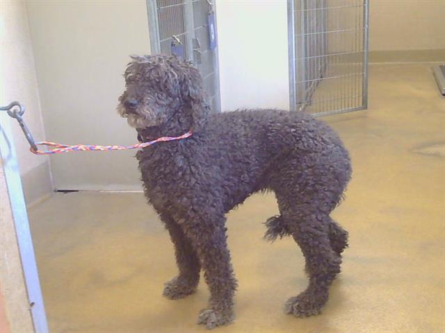 Shelter Stray Female Dog last seen WATT AVE/Q ST, NORTH HIGHLANDS CA 95660, 3839 Bradshaw Rd, Sacramento, CA 95827, USA