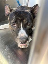 Shelter Stray Male Dog last seen Near BLOCK S I-35 SERVICE RD, OKLAHOMA CITY OK 73129, 2811 SE 29th St, Oklahoma City, OK 73129, USA