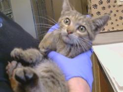 Shelter Stray Female Cat last seen PEACEKEEPER WAY/HOWARD ST, 95652, 3839 Bradshaw Rd, Sacramento, CA 95827, USA
