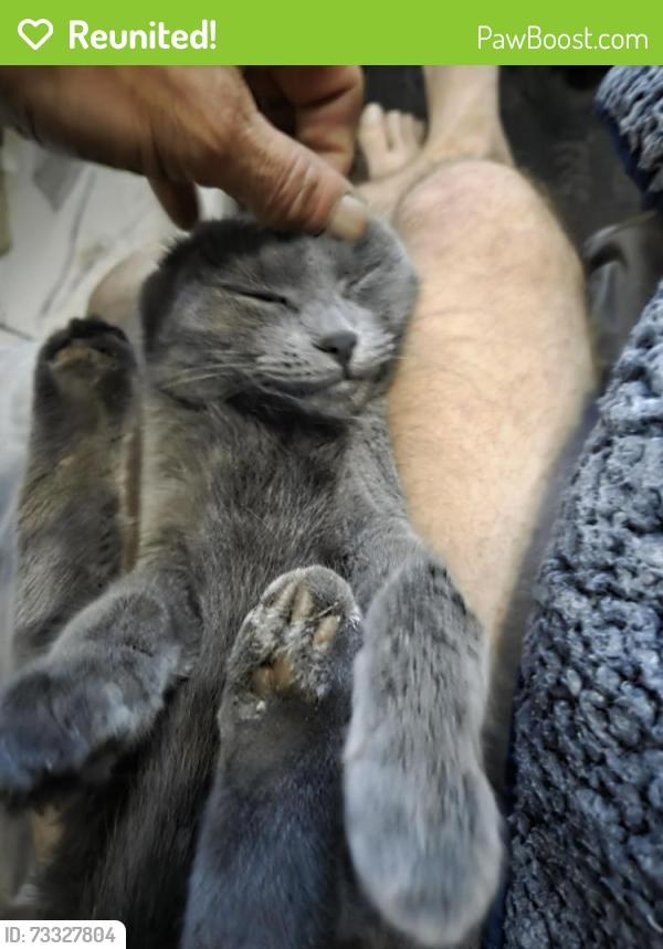 Reunited Female Cat last seen Avenue des pins, Rue guilbault, Montréal, QC H2X 2N9