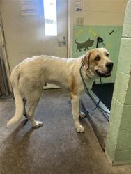 Shelter Stray Male Dog last seen Near FLORIN RD, 2127 Front St, Sacramento, CA 95818, USA