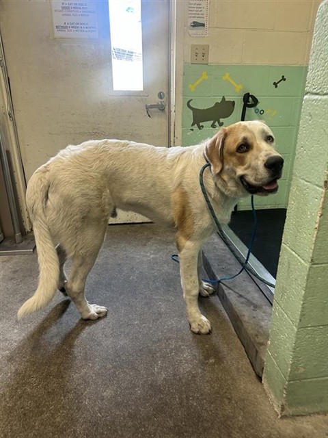 Shelter Stray Male Dog last seen Near FLORIN RD, 2127 Front St, Sacramento, CA 95818, USA