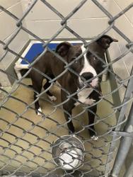 Shelter Stray Female Dog last seen CONFINED ON ROMEO B GARRETT, 2600 NE Perry Ave, Peoria, IL 61603, USA
